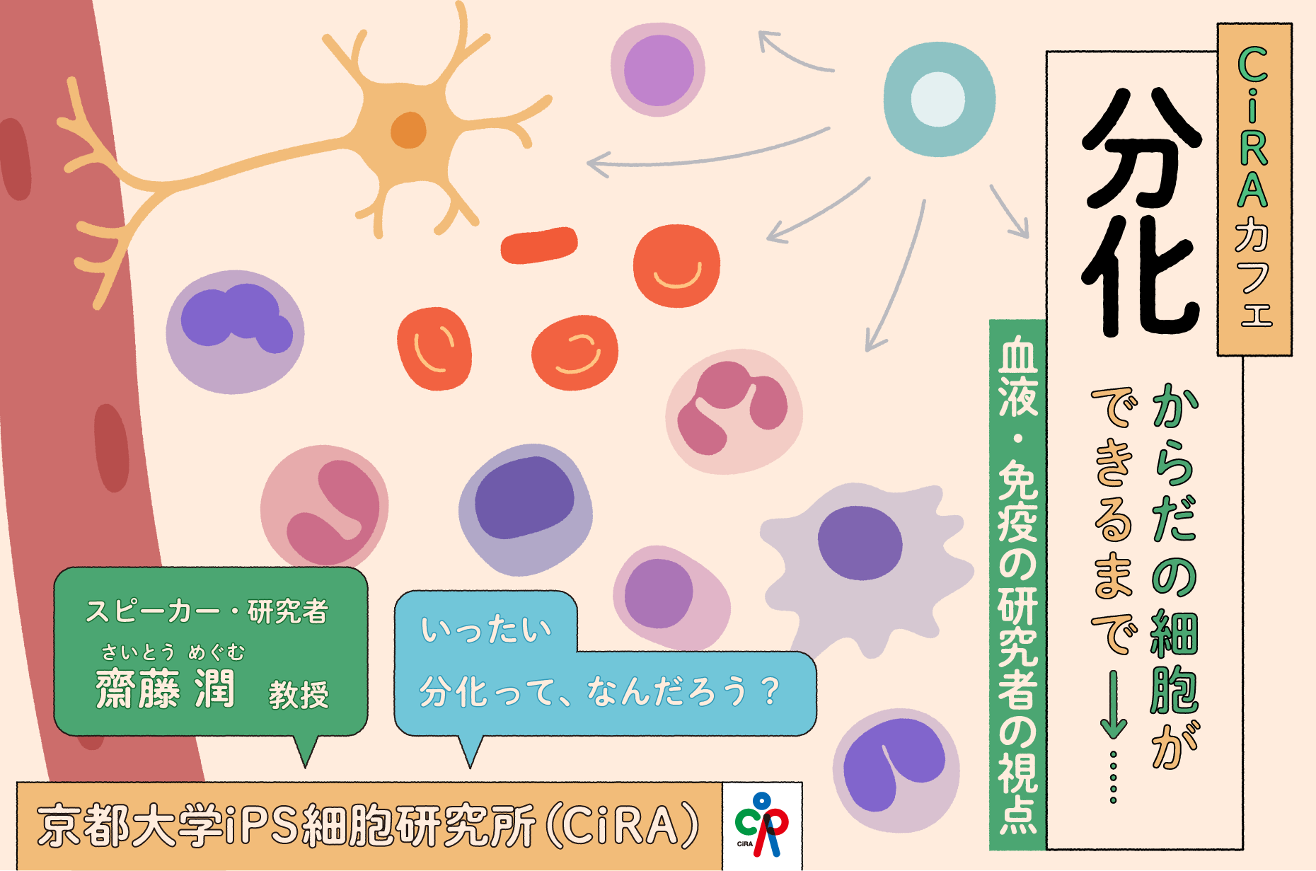 第37回CiRAカフェ「分化：からだの細胞ができるまで―血液・免疫の研究者の視点―」